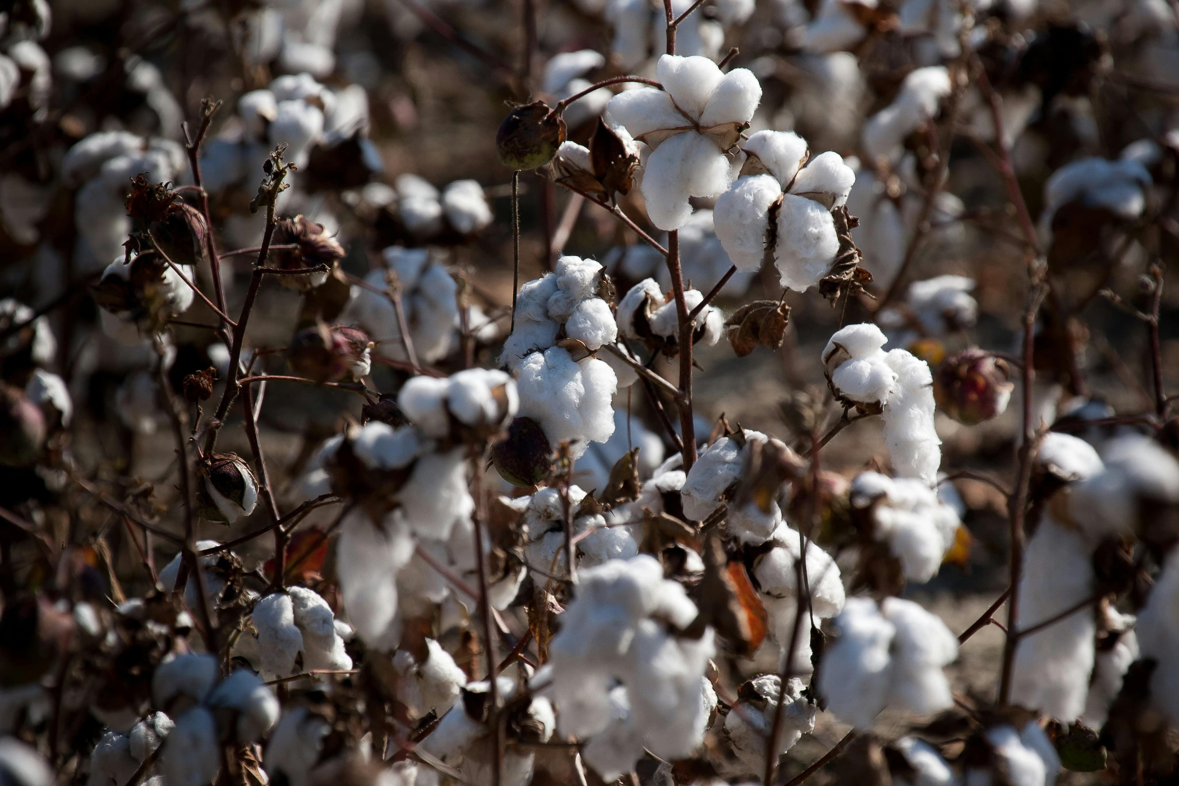 Cotton Farming